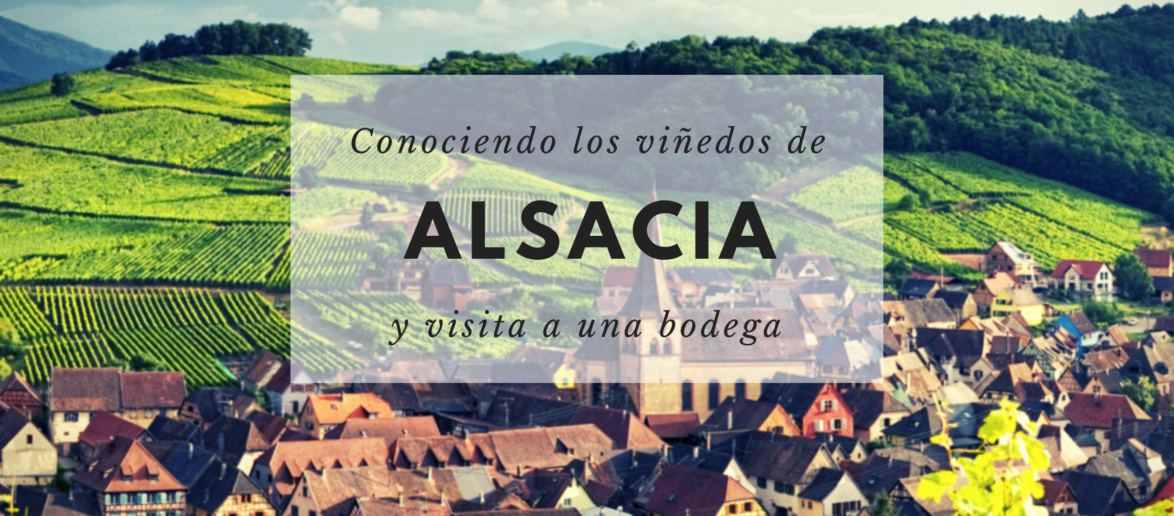 Conocer los viñedos de Alsacia y visitar una bodega